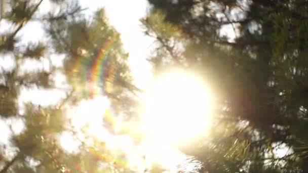 Sun rays with spectrum among pine branches — Stock Video