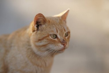 Şirin kızıl kedi. Kirli yüzlü yakın plan portresi..