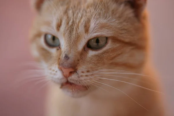 Lustige Ingwerkatze Nahaufnahme Porträt Mit Ungewaschenem Gesicht — Stockfoto