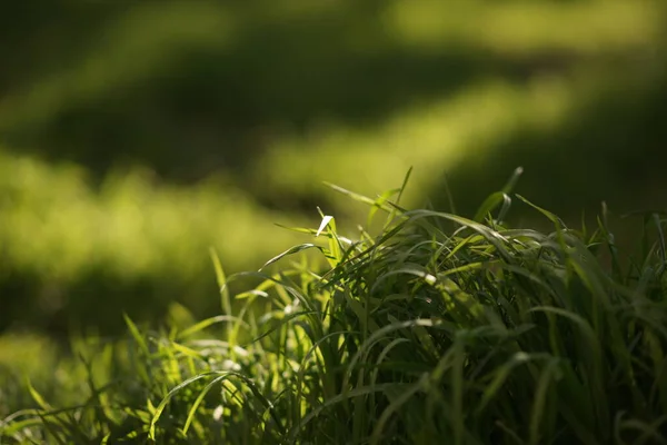 Hierba Verde Fresca Crece Campo Primavera Vista Lateral Espacio Copia — Foto de Stock