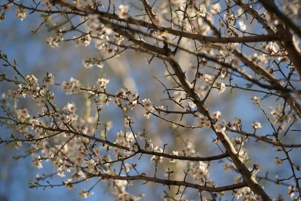 Entre Ramas Árboles Con Grandes Flores Blancas Fondo Azul Del — Foto de Stock