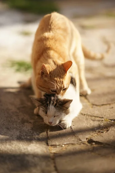 Gatos Domésticos Acto Apareamiento Gato Hacer Amor Jardín —  Fotos de Stock