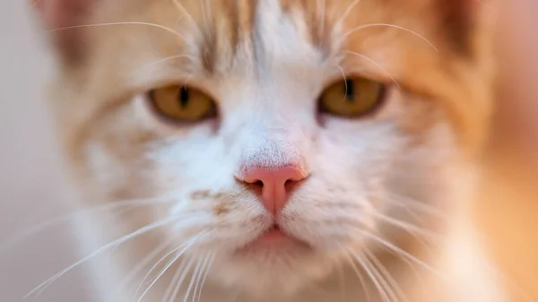 Krásná Zázvor Kočka Detailní Mladý Čistý Obličej — Stock fotografie