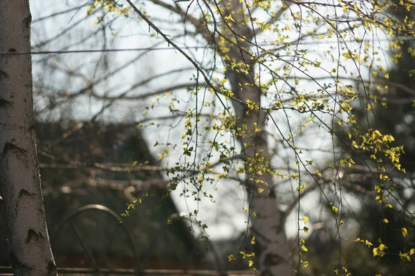 春の庭の枝に若い葉を持つ白樺の木 — ストック写真