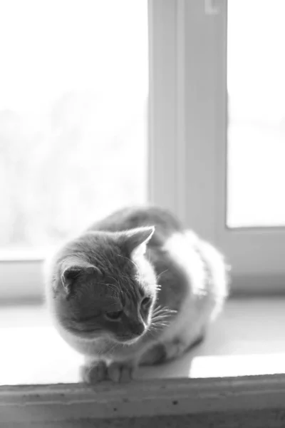 可爱的猫坐在室内的窗台上 拍着一张粗壮的照片 — 图库照片