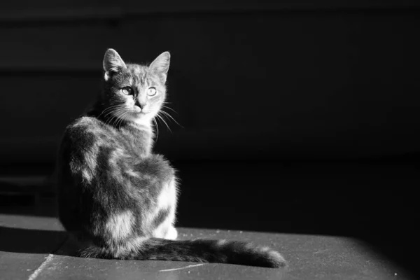 Gato Jovem Engraçado Sentado Chão Quarto Escuro Retrato — Fotografia de Stock