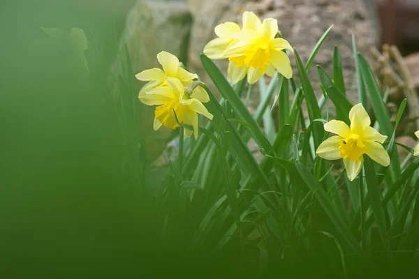 Fleurs Narcisses Jaunes Poussent Dans Jardin Printemps — Photo