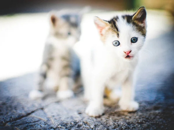 青い目をした可愛い白い子猫 庭の石の床に可愛い子猫2匹が歩いています — ストック写真
