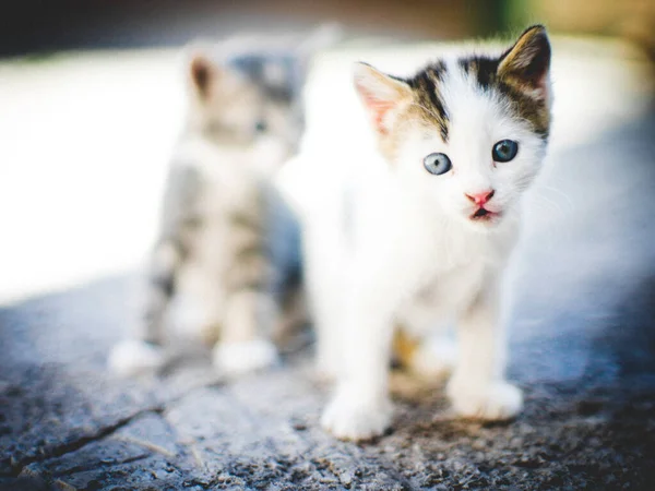 Beau Chaton Blanc Aux Yeux Bleus Deux Chatons Mignons Marchent — Photo