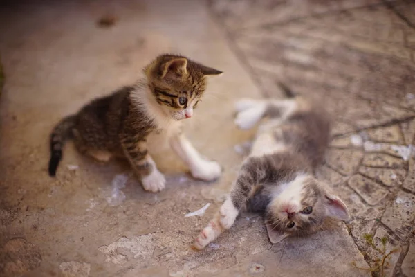 Twee Grappige Kittens Worden Gespeeld Stenen Vloer Zomertuin — Stockfoto