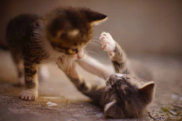 Twee Schattige Kittens Worden Gespeeld Stenen Vloer Buiten — Stockfoto