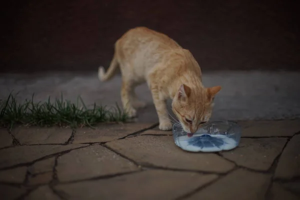 Kızıl Evsiz Kedi Taş Zeminde Plastik Bir Kaseden Süt Yiyor — Stok fotoğraf