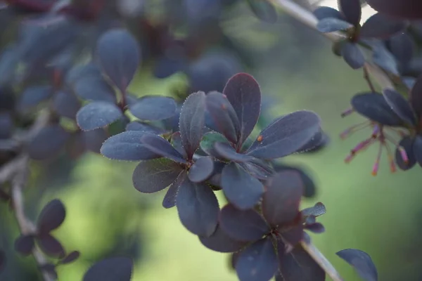 Гілка Кущів Барбарису Фіолетовими Листям Росте Весняному Саду — стокове фото