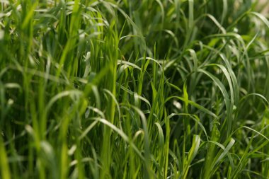 Taze yeşil çimenler güneşli bir alanda yetişir..
