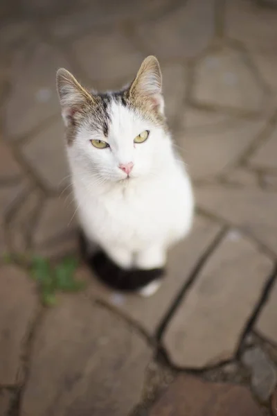 Chat Blanc Est Assis Sur Une Route Pierre Sauvage Portrait — Photo