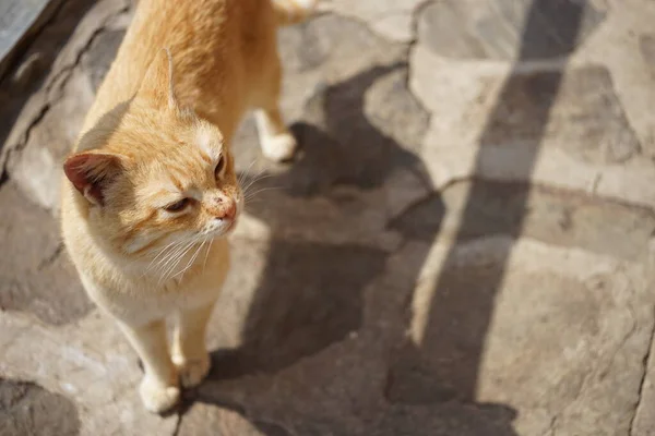 晴れた日の屋外の石の床には赤い猫が立っています トップビューのクローズアップ — ストック写真