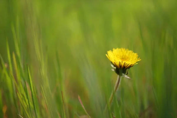 Bahar Yeşili Çimenlerde Yetişen Sevimli Sarı Karahindiba — Stok fotoğraf
