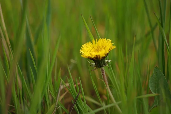 Yellow Dandelion Growing Green Grass — Stock Photo, Image