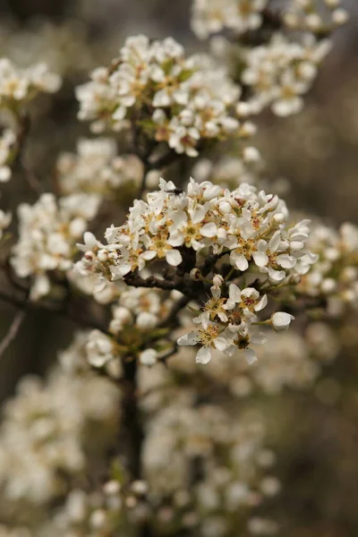 Flor Peral Rama Primer Plano Naturaleza Primavera — Foto de Stock