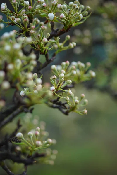 Primo Piano Del Ramo Pero Con Piccoli Boccioli Bianchi Fiore — Foto Stock