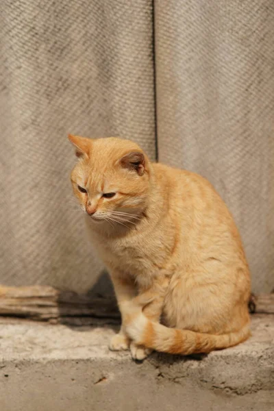 阳光明媚的日子里 可爱的姜黄猫在石墙边放松了下来 — 图库照片
