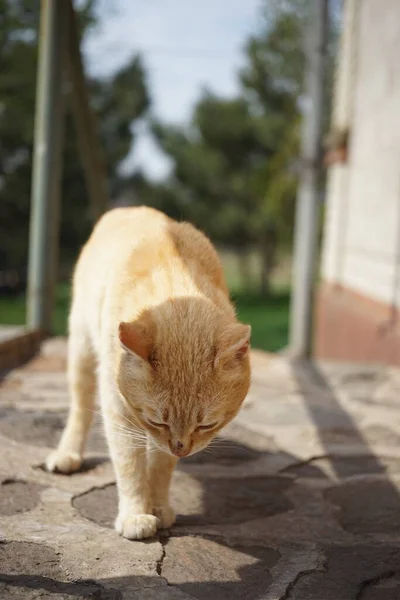 Ginger gato passeio na porta de pedra no quintal de verão — Fotografia de Stock