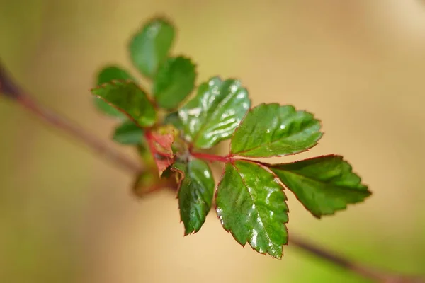 Прекрасне Нове Зелене Листя Троянди — стокове фото