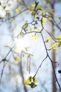 Genç huş ağacı dallarında güneşli mavi gökyüzü arka planında yapraklar