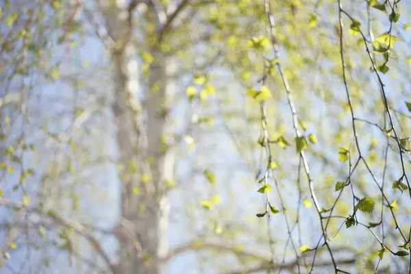 枝に若い葉を持つ白樺の木 朝に幹が付いている自然なぼやけた背景 — ストック写真