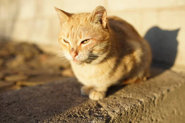 Рыжая Кошка Сидит Каменном Полу Открытым Небом Портрет Животного Солнечный — стоковое фото