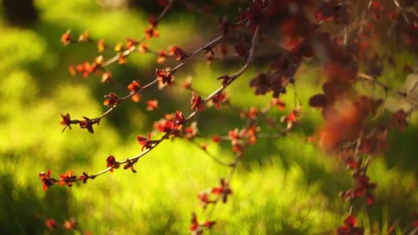 Barberry arbusto con pequeñas hojas rojas crece en el jardín soleado primavera, hierba verde vivo en fondo borroso . — Vídeos de Stock