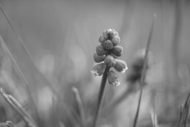 Bahar bahçesinde çiçek açan küçük ampulleri olan sevimli yabani çiçekler, bw fotoğraf.