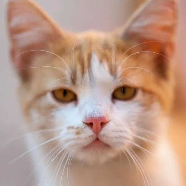 Mooie gember kat close-up jong schoon gezicht. — Stockfoto