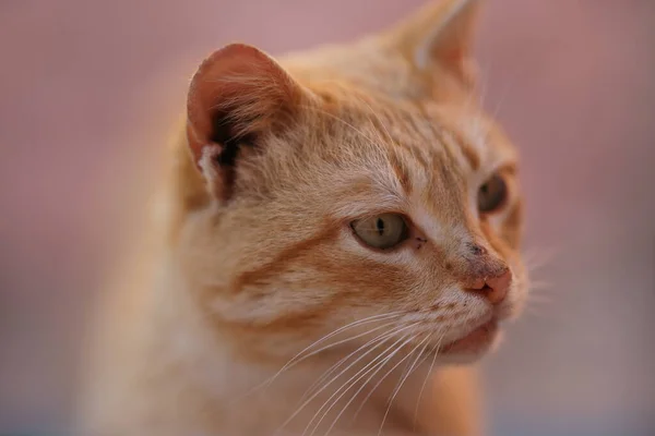 Rolig ingefära katt närbild porträtt med smutsiga otvättade ansikte — Stockfoto