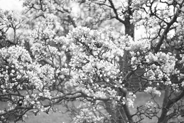 Çiçeklerle süslenmiş armut ağacı dalları, bw fotoğraf. — Stok fotoğraf