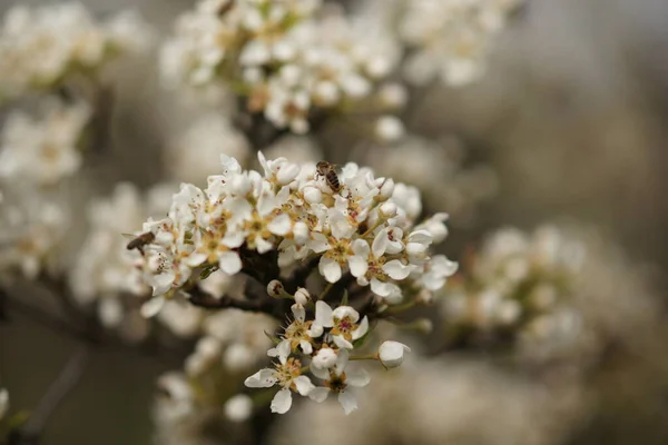 Ανθισμένα Κλαδιά Αχλαδιάς Κοντά Λευκά Λουλούδια Και Μέλισσες — Φωτογραφία Αρχείου