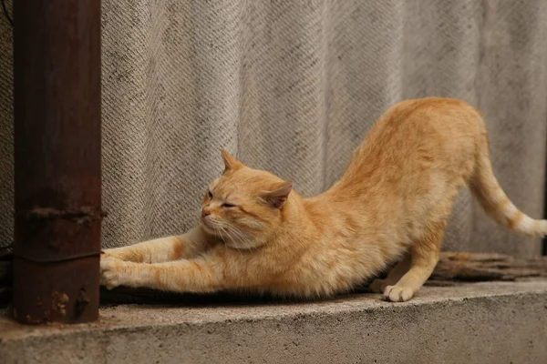 Cute Red Cat Stretches Rural Fence Side View — Stock Photo, Image