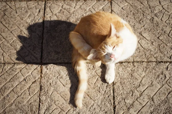 耳の後ろにふわふわの生姜猫の足の傷 屋外の肖像画 トップビュー 国内動物のノミやダニ — ストック写真