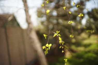 Güneşli bahar gününde dallarında taze yeşil yaprakları olan huş ağacı. İlkbahar. Doğal kırsal bahçe arka planı