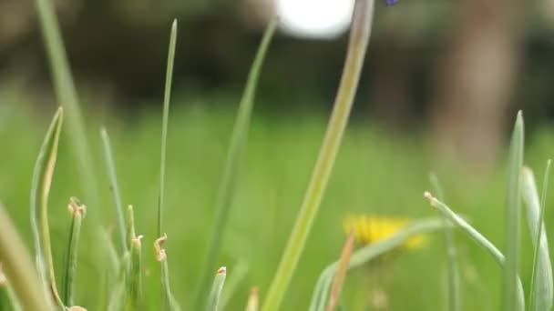 春の庭に小さな開花球根を持つブドウのヒヤシンスの花が成長します。 — ストック動画