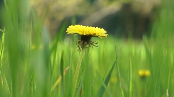 Schöne gelbe Löwenzahnblume wächst in einem frühlingshaften grünen Gras. — Stockvideo