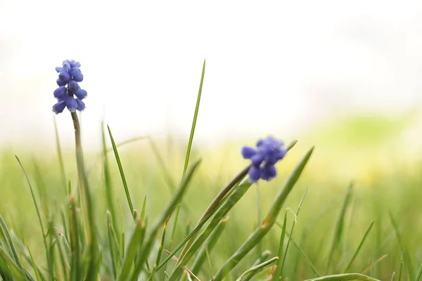 Two grape hyacinths flowers with small blooming bulbs in spring garden