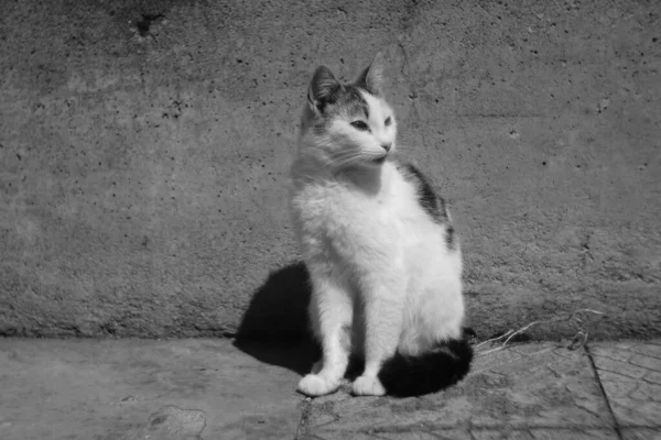 Bílý Kočičí Portrét Letním Dni Venku Photo — Stock fotografie