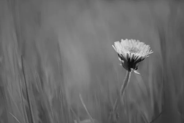 春の草の中で成長する素敵なタンポポの花 Bw写真 — ストック写真