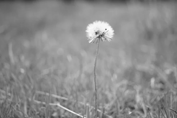 Diente León Esponjoso Creciendo Jardín Foto Blanco Negro — Foto de Stock