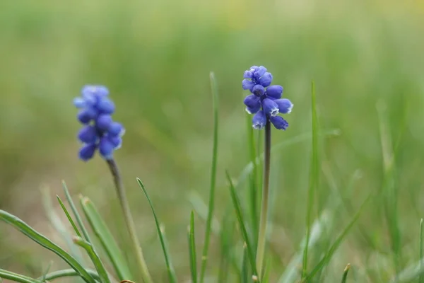 Grape hyacinths flowers with small blooming bulbs in spring garden, side view