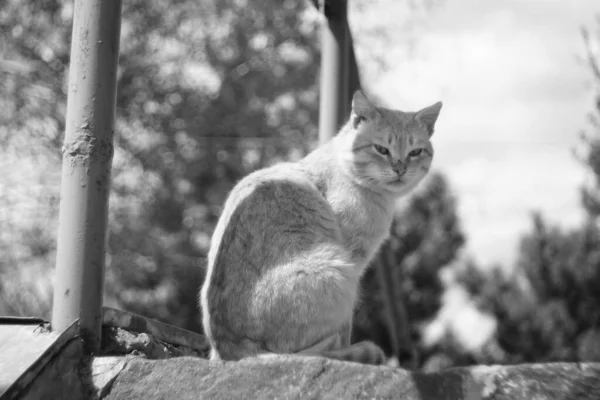 Katt Porträtt Sommar Dag Utomhus Bugg Foto — Stockfoto