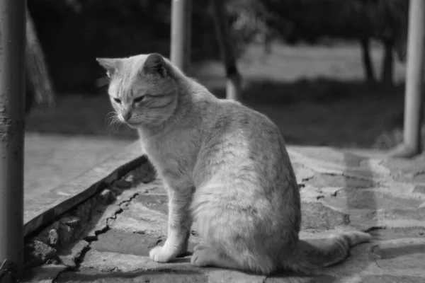 Симпатичный Портрет Кошки Летний День Открытом Воздухе Фото — стоковое фото