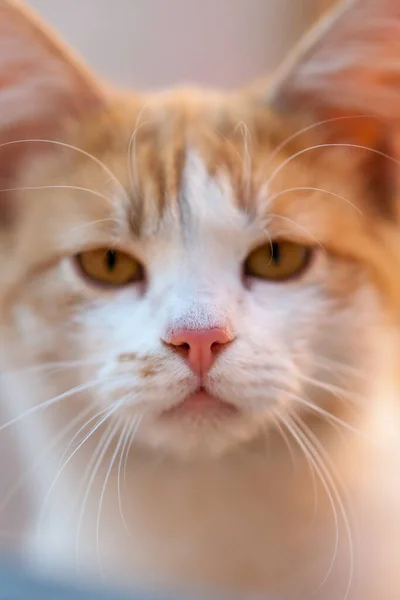 Όμορφη Γάτα Τζίντζερ Closeup Πορτρέτο Χαριτωμένο Κατοικίδιο Ζώο Πρόσωπο — Φωτογραφία Αρχείου