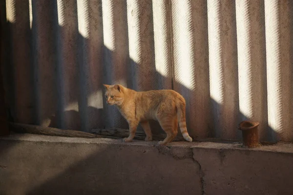 生姜猫走在乡村石板篱笆的盲区上 — 图库照片